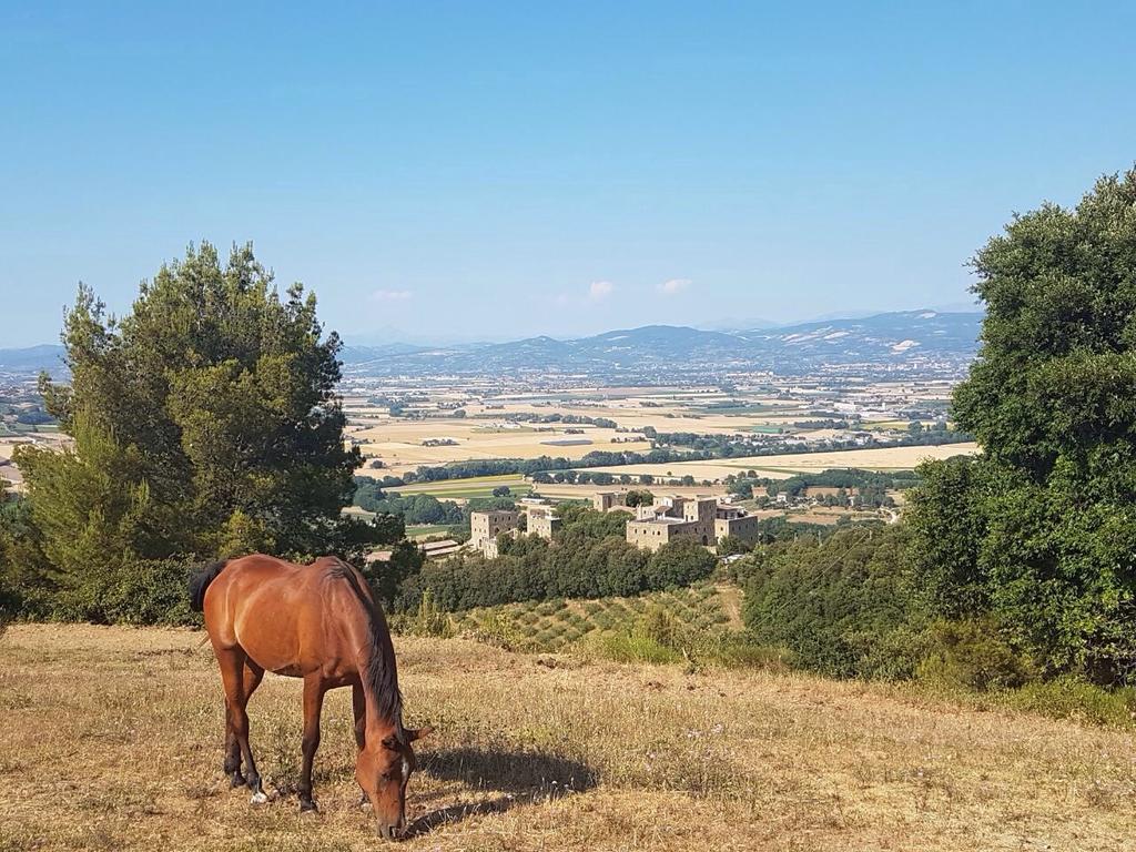 מלון טורג'אנו Poggio Dei Signorelli מראה חיצוני תמונה